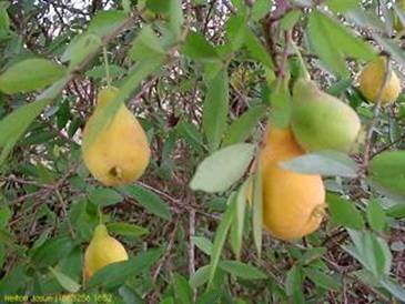 اوگنیا پیریفورمیس